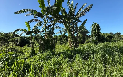 Land for Sale – 130 Hectares in Rentapau
