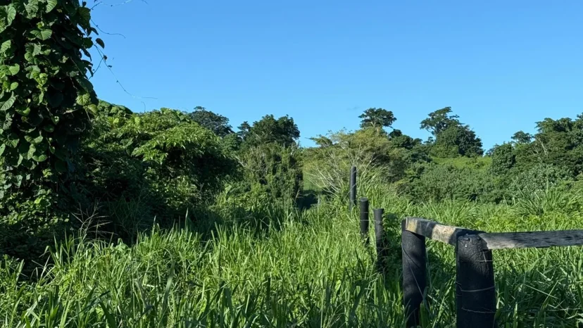 Land for Sale – 130 Hectares in Rentapau